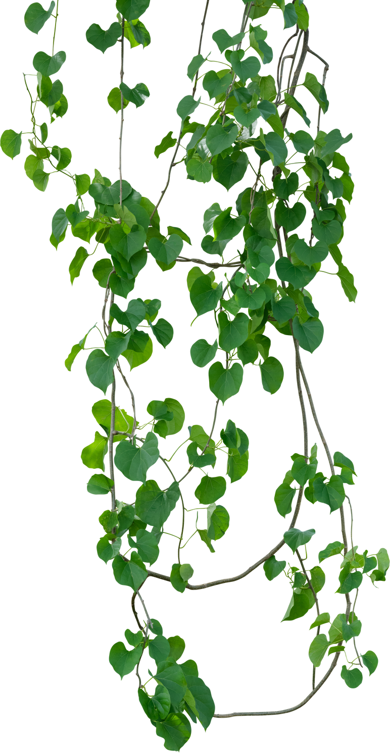 Vine plant, green leaves