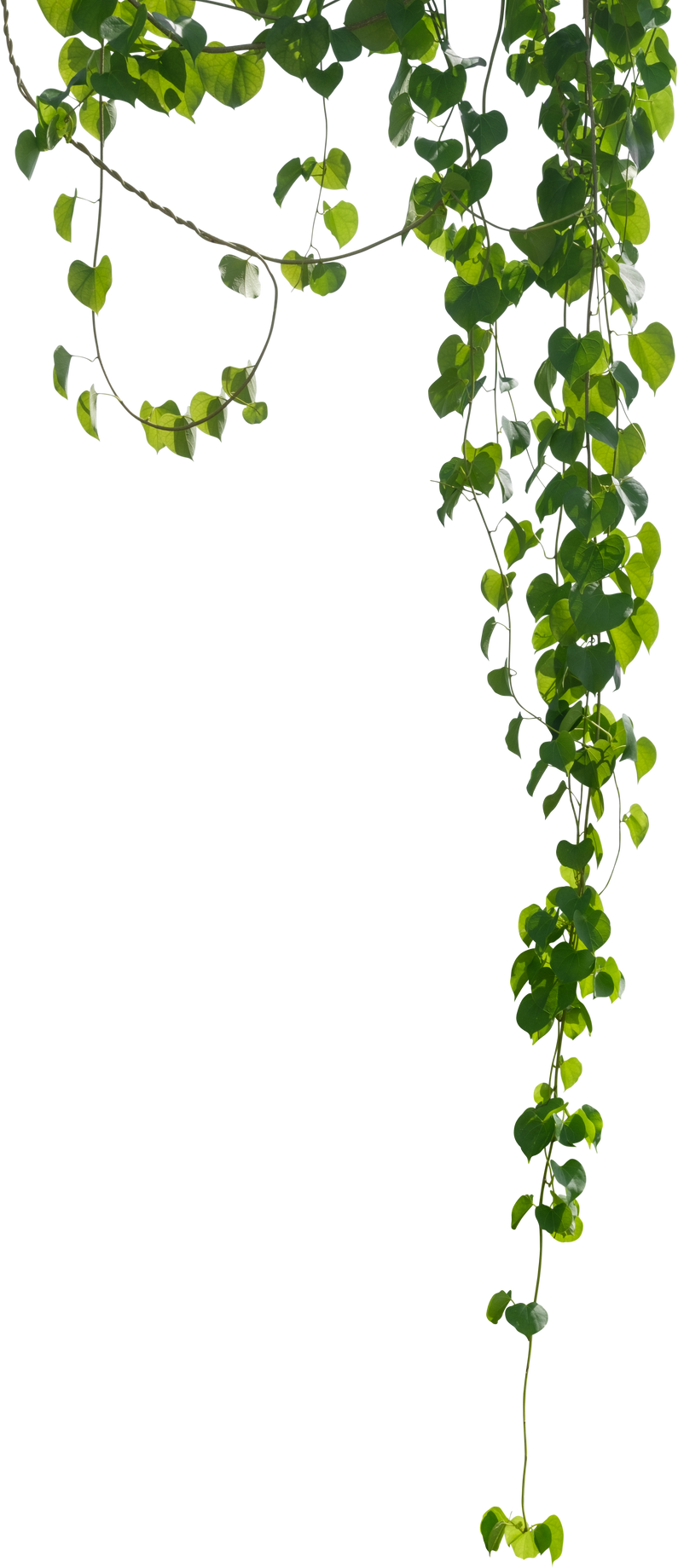 Vine Plant, Green Leaves