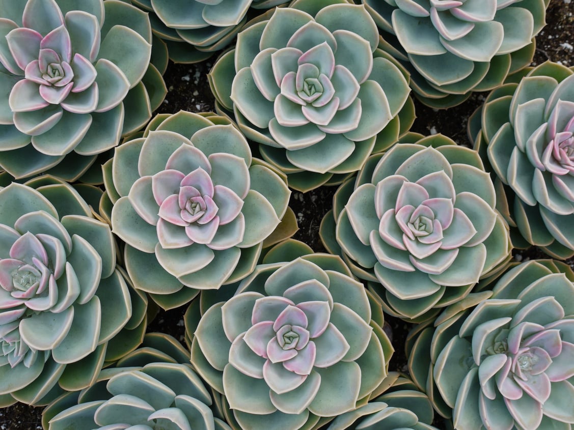 Green Succulent Flower