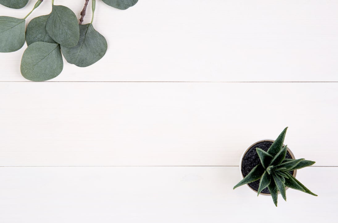 Flat Lay of Succulent Plant with Leaves