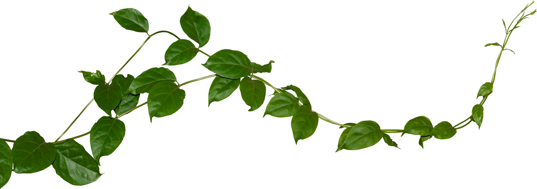 Vine Plant, Green Leaves Transparent