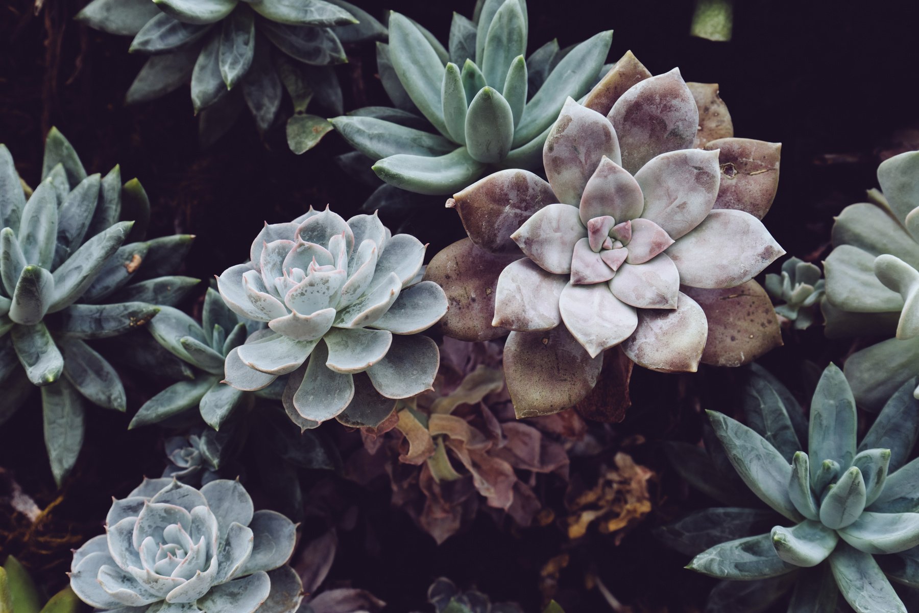 Photo of Succulent Plants